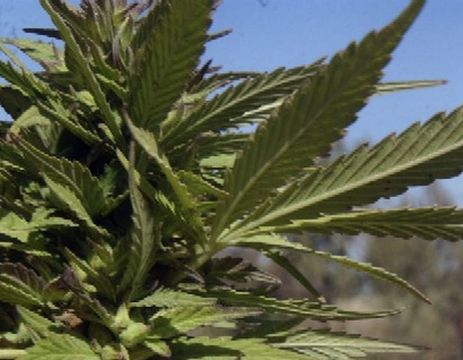 Akins v Chorvátsku s pozitívnym testom na THC